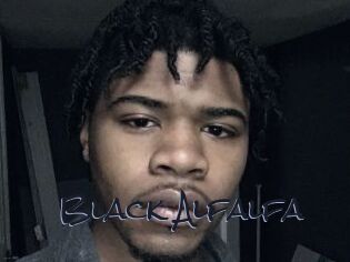 Black_Alfalfa